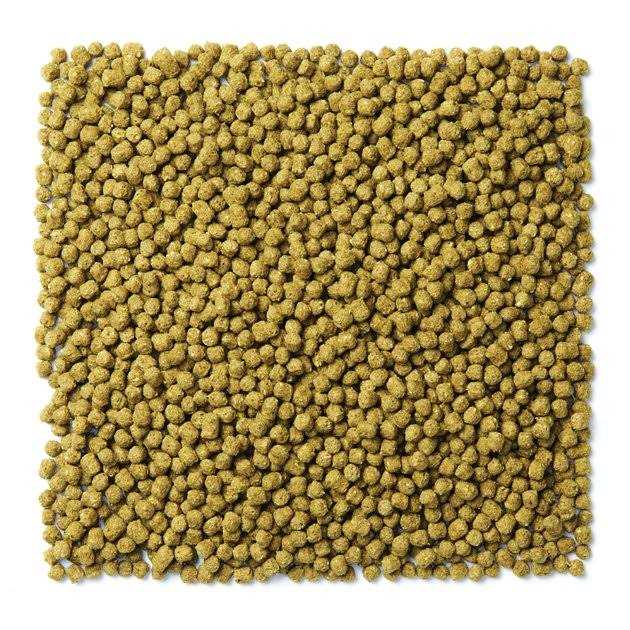 Green Pigeon Bird Food D21072