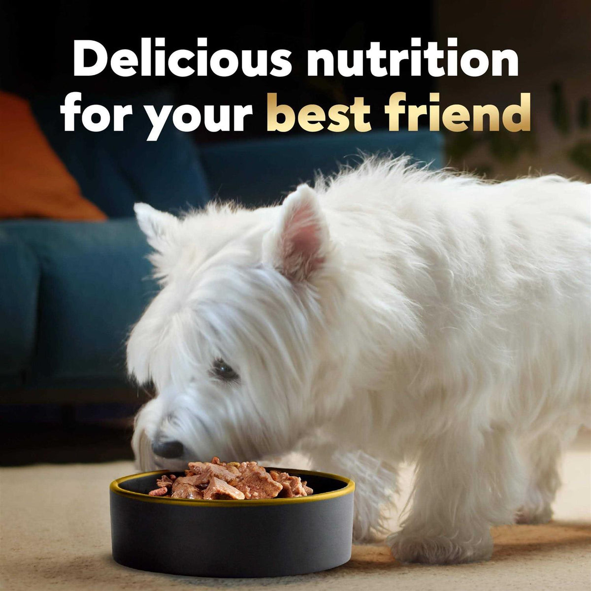 Wet Dog Food Variety Pack Y502