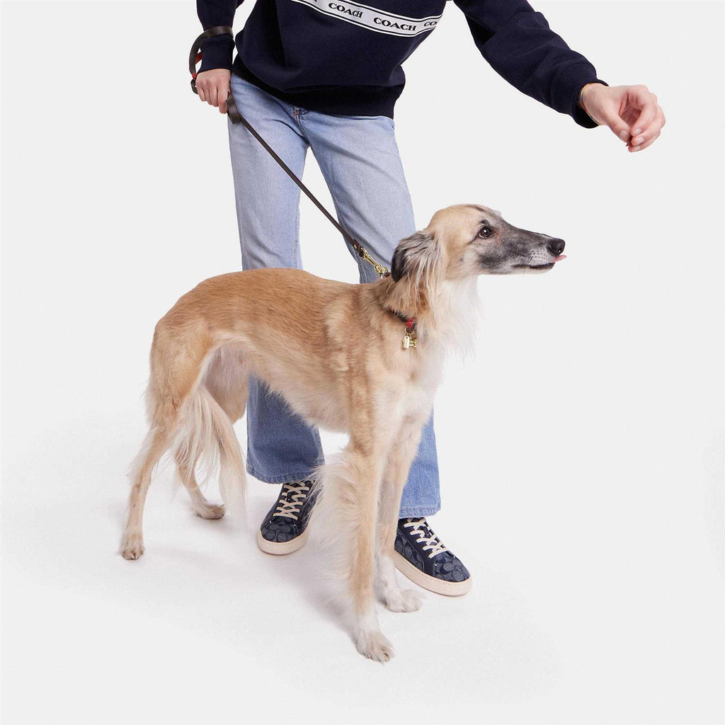 Boxed Pet Leash In Signature Canvas S325973