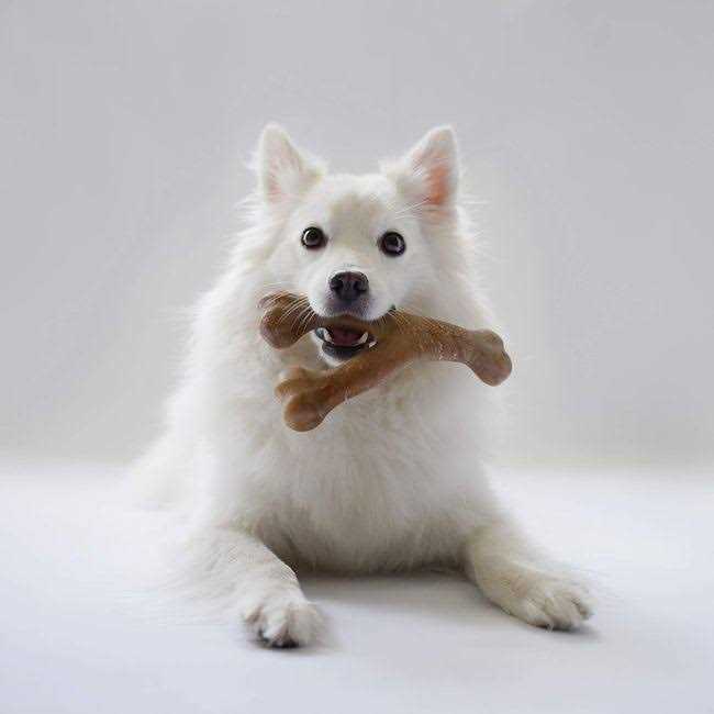 Durable Chew Toys L14297