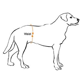 Disposable Belly Band Male Dog Wraps Z520083
