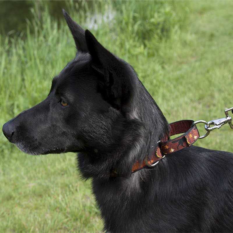 Martingale Collar K850938