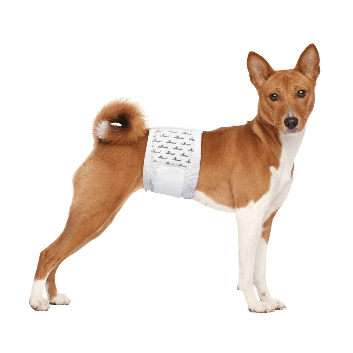 Disposable Belly Band Male Dog Wraps Z520083