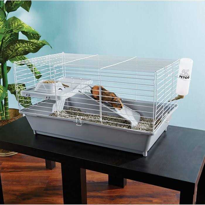 Guinea Pig Starter Kit R56671