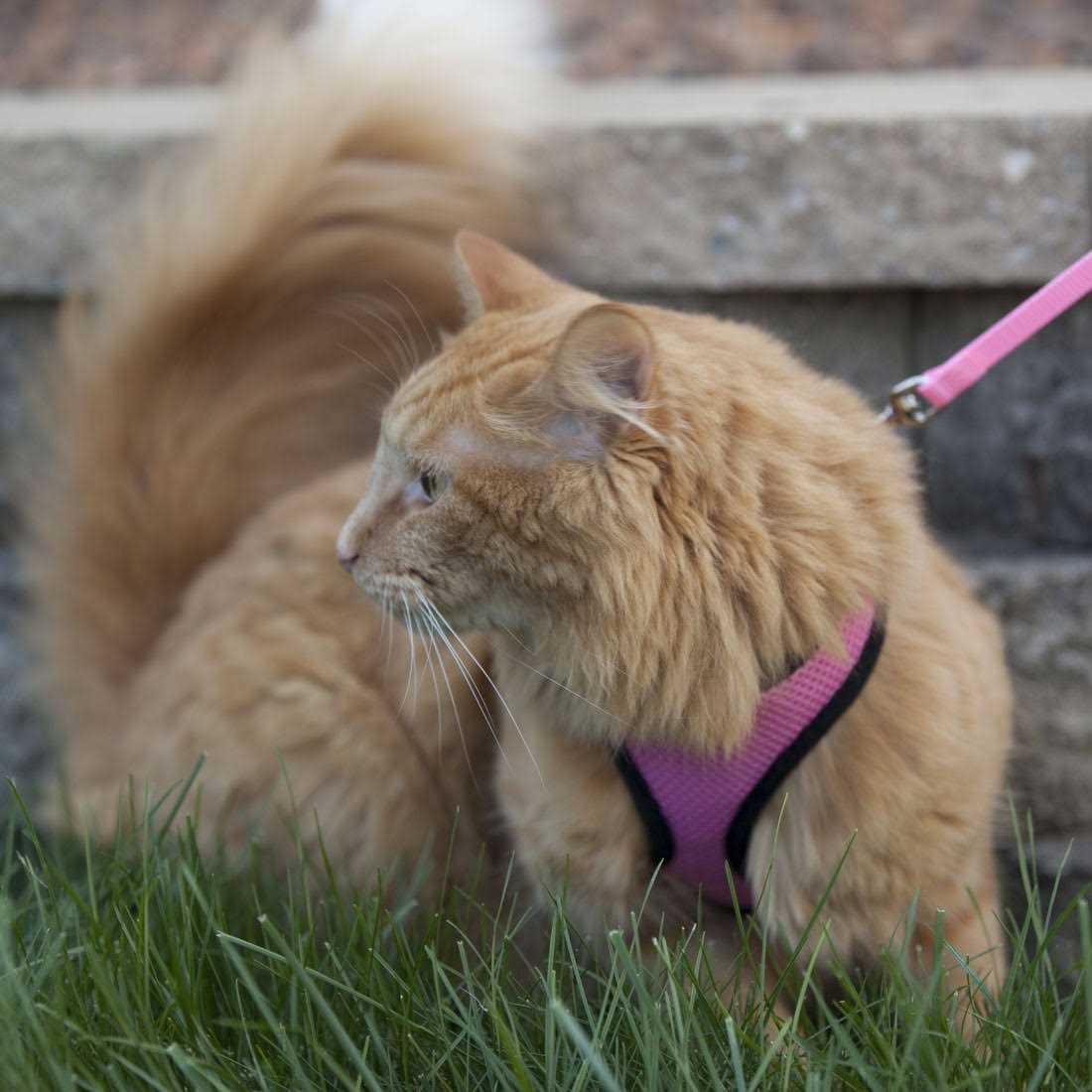 Adjustable Cat Harness with Leash Z33596