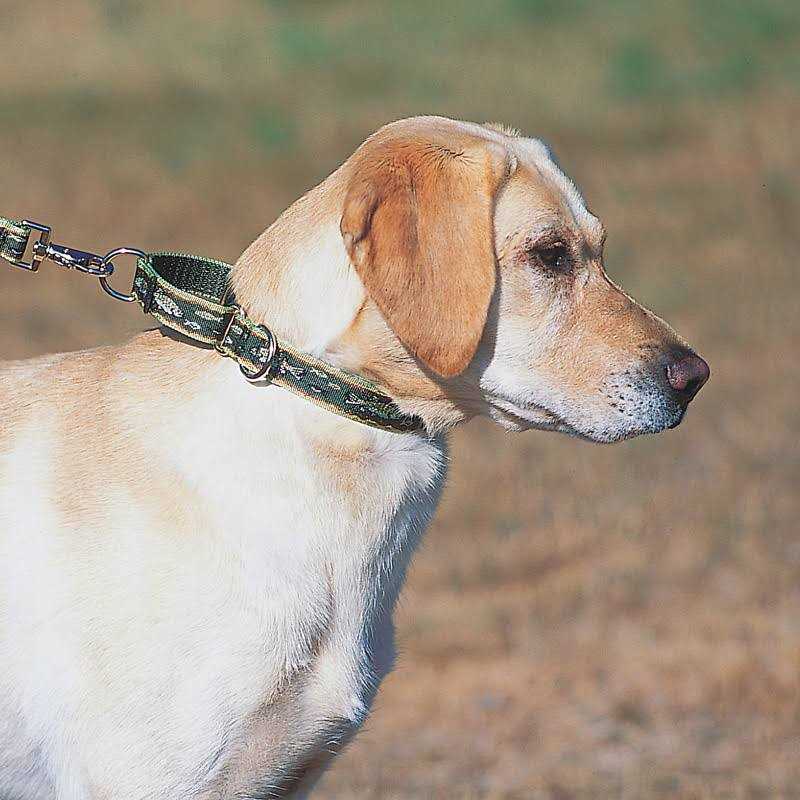 Martingale Collar K850938