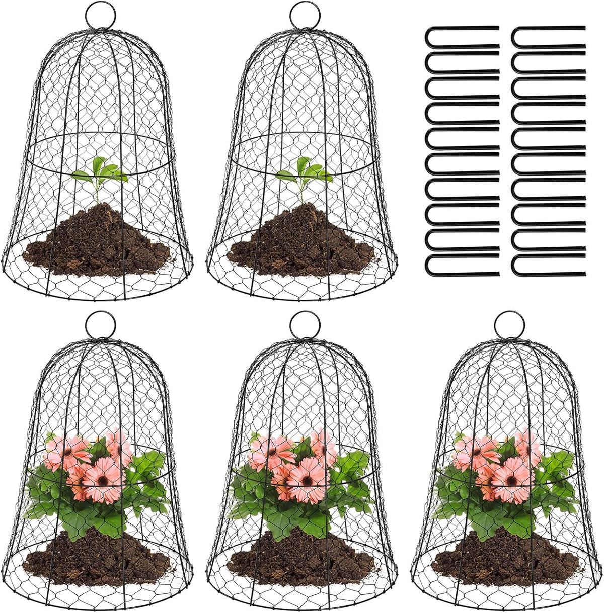 Black Metal Garden Cloche 5 Pack Z272