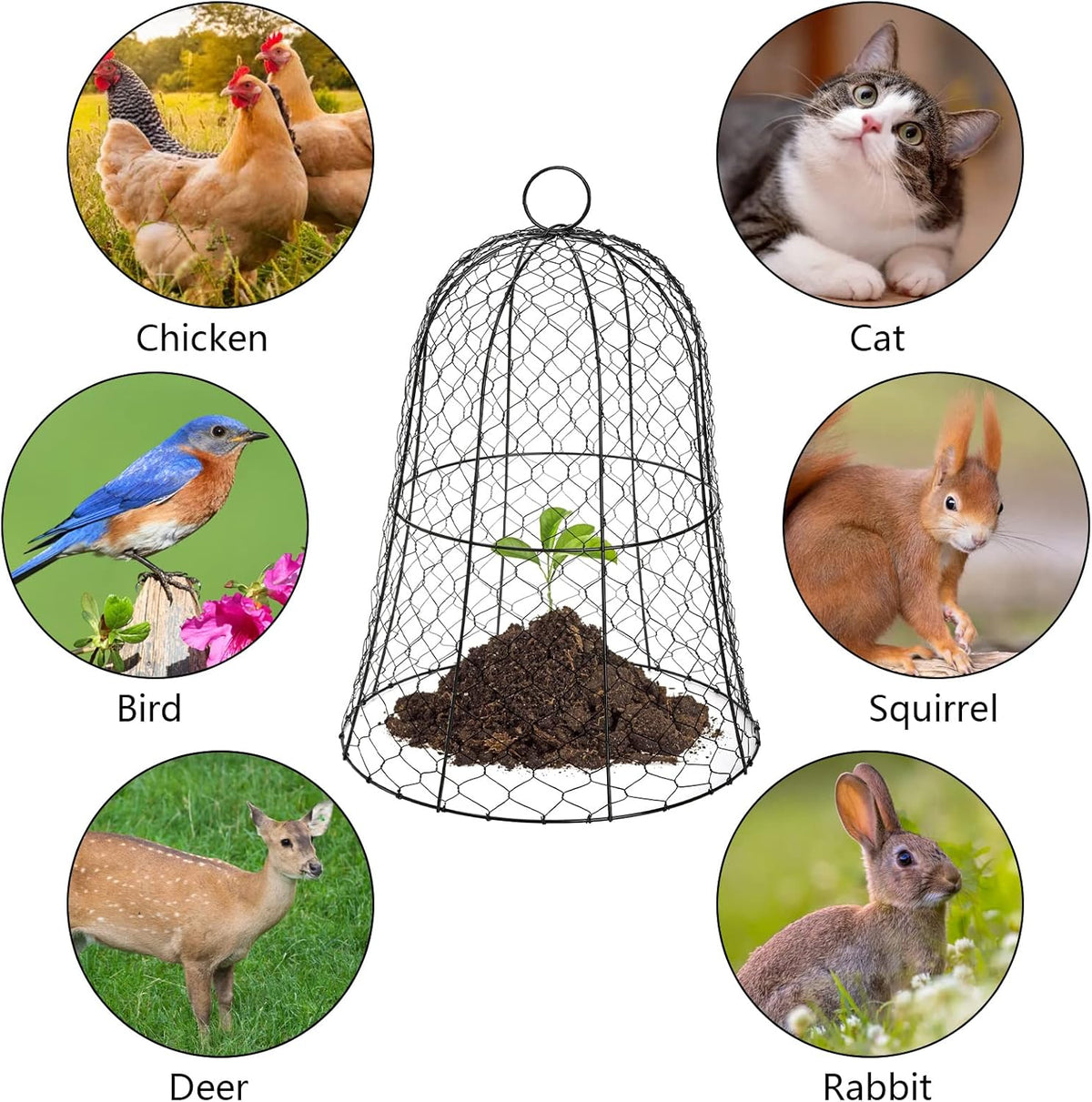 Black Metal Garden Cloche 5 Pack Z272