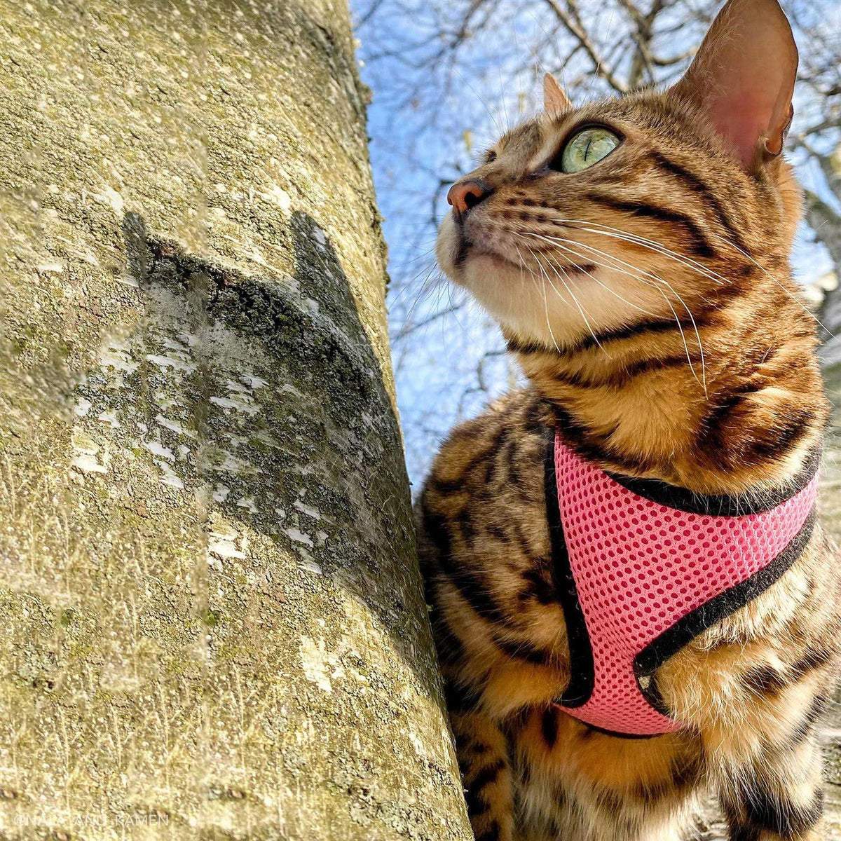 Adjustable Cat Harness with Leash Z33596