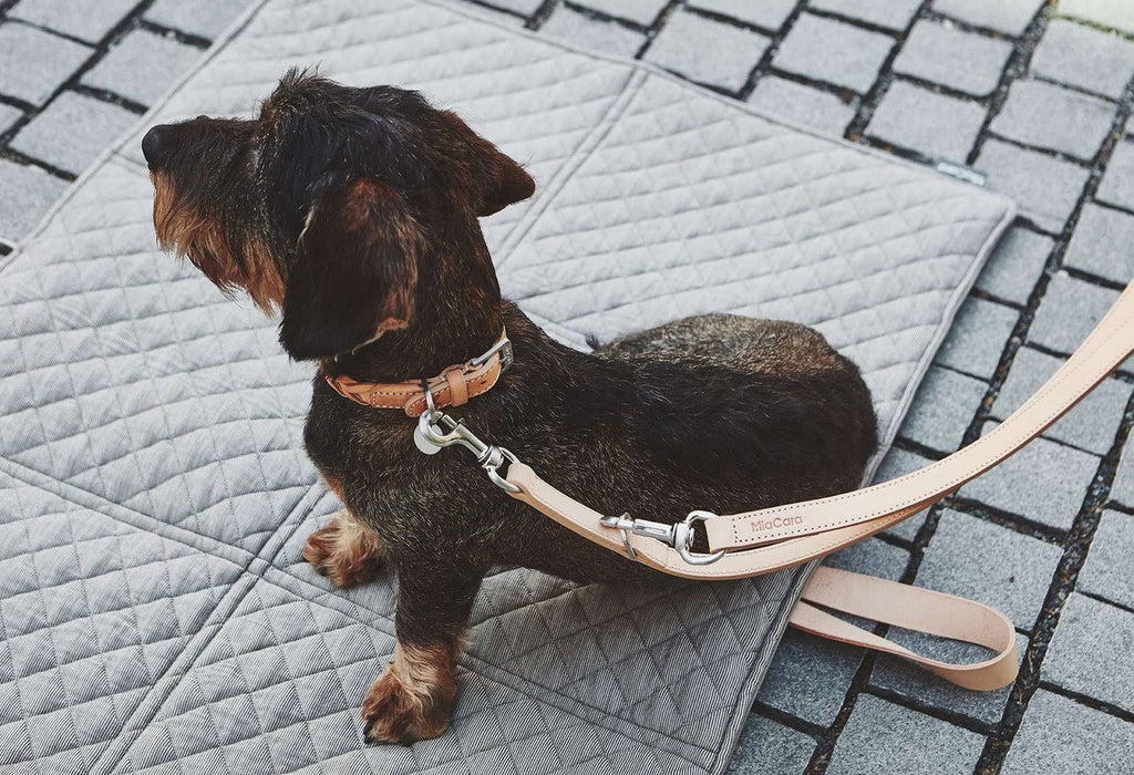 Brown Dog Collar W41251