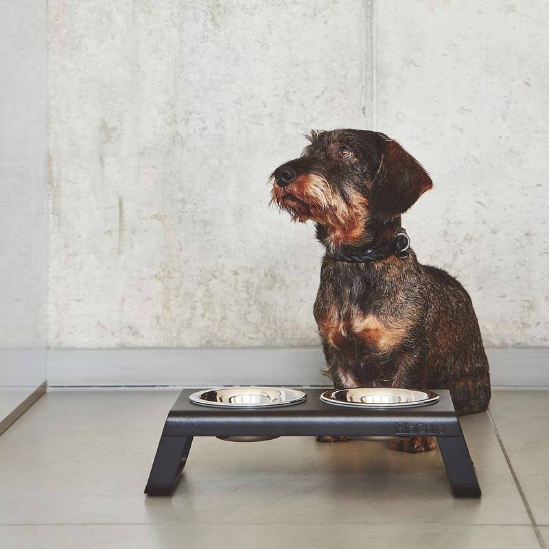 Brown Dog Collar W41251